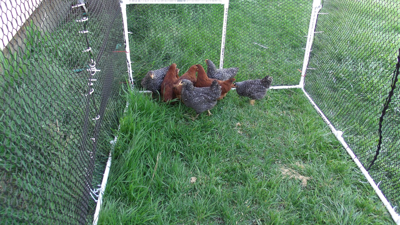 Mok liefde Gietvorm Kippenren maken - Zelf een kippenren bouwen