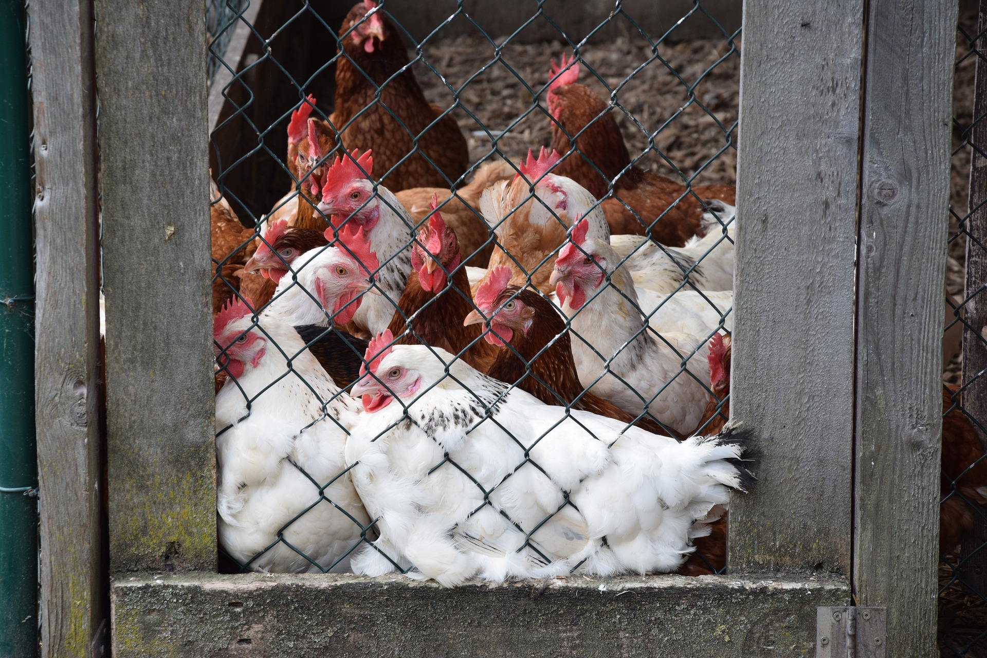 oogst Zwembad Arashigaoka Kippenren maken - Zelf een kippenren bouwen