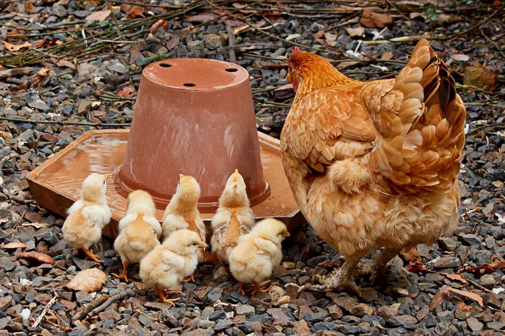 tv station Glad Malaise Voersilo kip - Welke silo is geschikt voor jouw kippen?