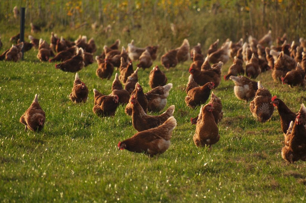 Dochter inleveren verf Kippen kopen - Lees dit blog eerst voor je een kip koopt