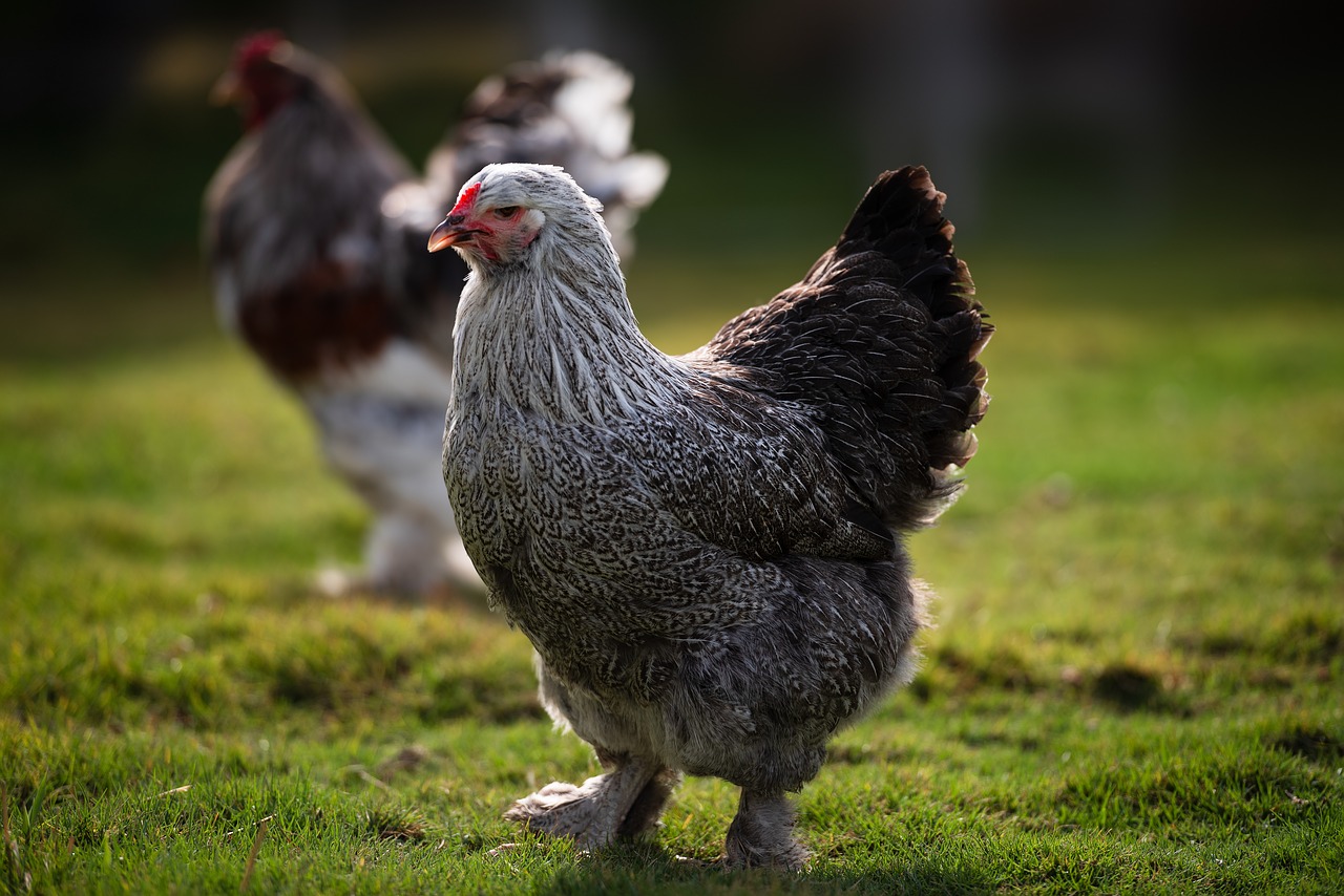 Brahma Kip Alles Wat Je Moet Weten Over Deze Kippensoort