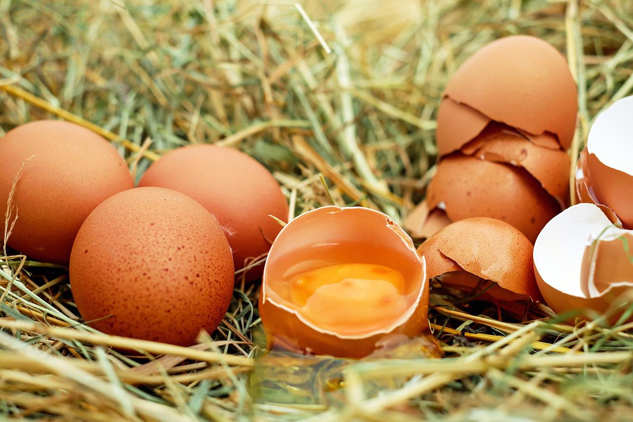 Chronisch fotografie Vertrouwen op Hoe vaak legt een kip een ei - Hoeveel eieren en tot welke leeftijd?